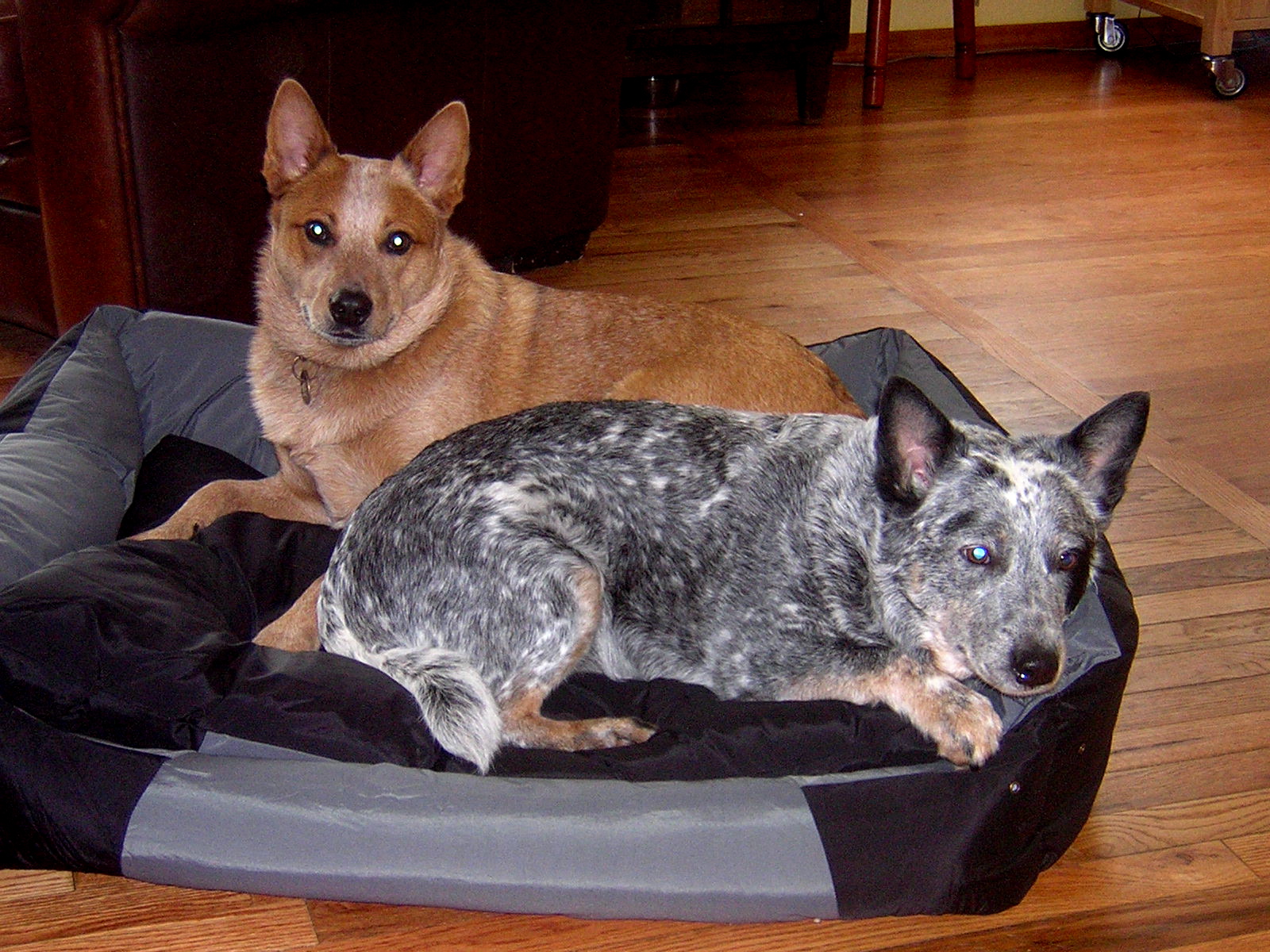 The Australian Cattle Dogs on their Australian Kakadu Pet Dog Bed The